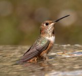 Hummingbird & Water=2012JS0054.jpg