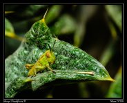Day137Grasshopper.jpg