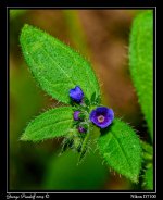Day137Flower.jpg