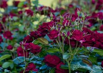 Rose Garden 024.jpg