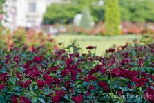 Rose Garden uncrop 024.jpg