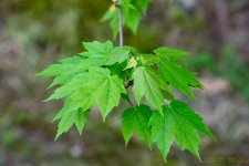 DSC_9219.jpg