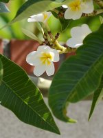 Plumeria.jpg