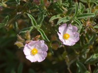 Cistus.jpg
