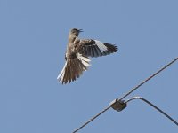 Mockingbird3.jpg