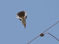 Mockingbird5.jpg