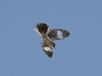 Mockingbird6.jpg