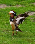 DSC_5286.jpg