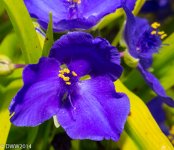 Purple Flowers (1 of 1).jpg
