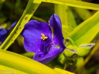Purple Flower (1 of 1).jpg