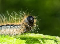 Furry Catapillar2 (1 of 1).jpg