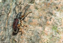 Bug Out (1 of 1).jpg