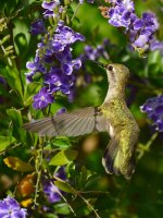 Hummer2.jpg