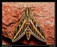 Day138Moth.jpg