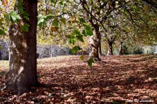 Autumn Carpet LOL.jpg