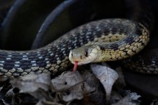 DSC_5661.jpg