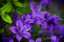 Purple pot flowers.jpg
