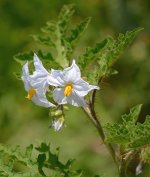 Solanum.jpg