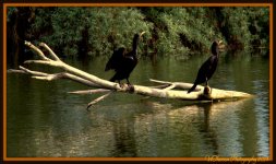 Two Cormorants on a Log.jpg