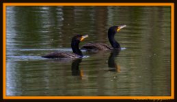 Two Cormorants 2.jpg
