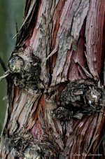 Tree trunk LOL.jpg