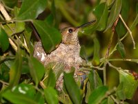 Hummer.jpg