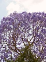 Jacaranda.jpg