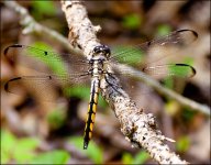 DSC_6483.jpg