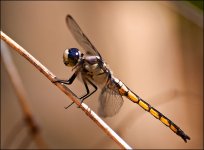 DSC_6497.jpg