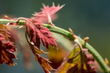 DSC_9254.jpg