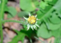 135 Dandelion Bud-140514-02_01.jpg
