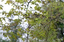 136 Leaves-140516_01.jpg