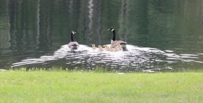 138 Geese-140518_01.jpg