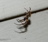 139 Spider-140519_03.jpg