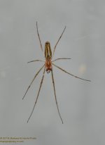 140 Spider-142014_01.jpg