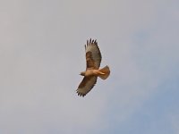 Hawk3.jpg