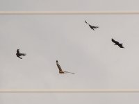 Hawk.jpg