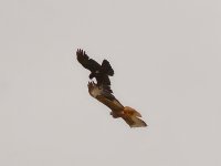 Hawk2.jpg