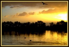 Sunset with Bird in Flight.jpg
