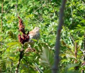 DSCN1707.jpg
