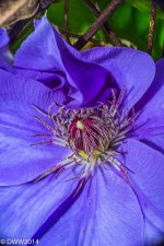 Clamatis Glory (1 of 1).jpg