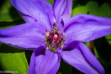 Clamatis Glory 2 (1 of 1).jpg