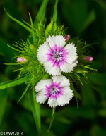 Pink Frills 2 (1 of 1).jpg