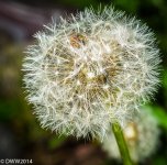 Seed Head (1 of 1).jpg