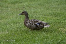 Mrs. Mallard.jpg