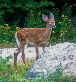 DSC_0032-2.jpg