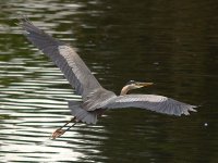 HeronFlight4.jpg