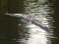 HeronFlight3.jpg