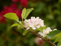 WhiteFlower.jpg