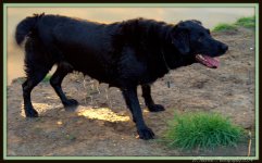 Dog waiting for a Stick.jpg